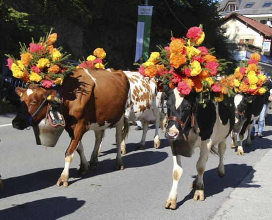 Cancel - Désalpe in St-Cergue