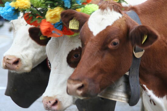 Cancel - Désalpe in St-Cergue