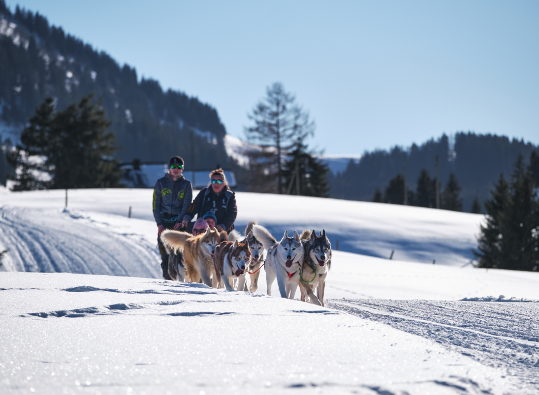 Course Internationale de chiens de traîneaux