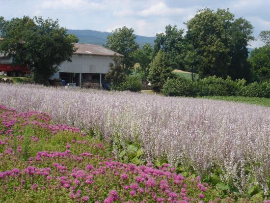 Destillerie von Bassins