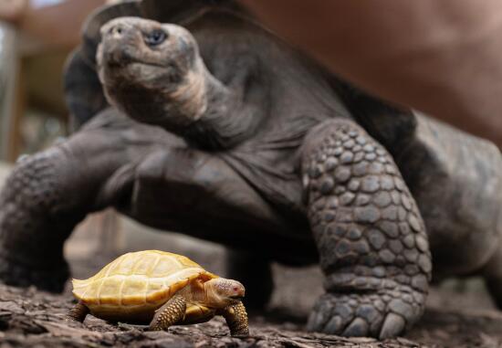 Tropiquarium de Servion