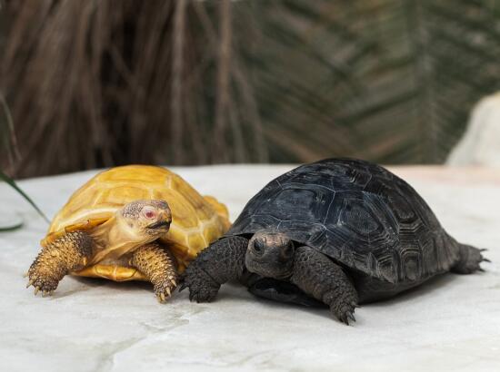 Tropiquarium de Servion