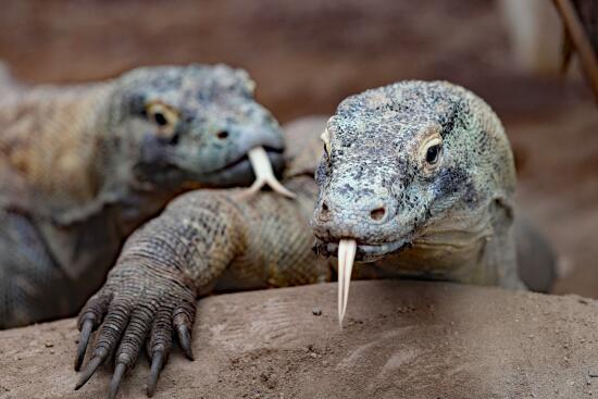 Tropiquarium de Servion