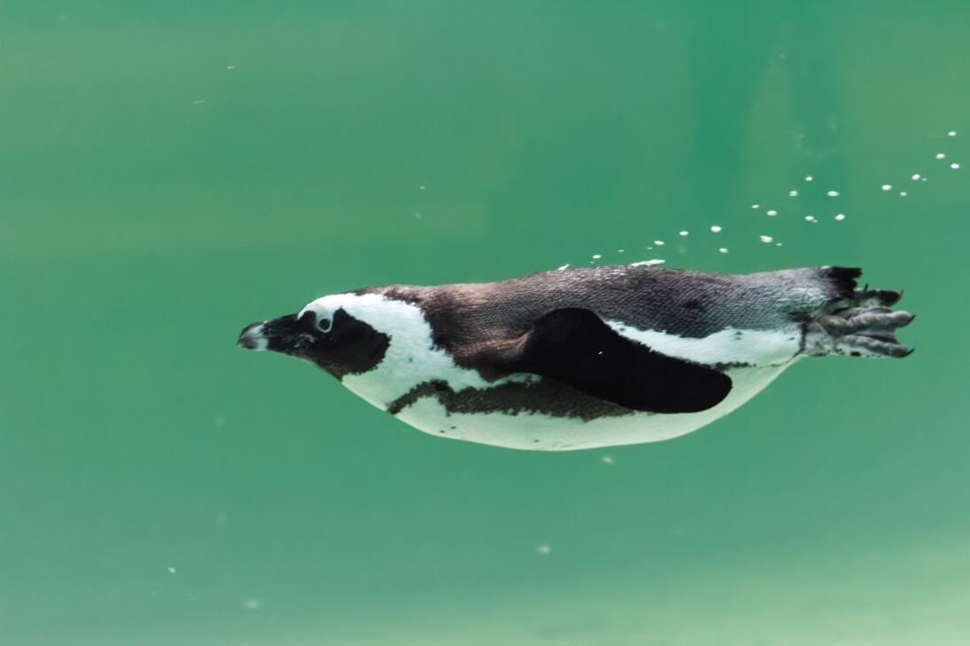 Tropiquarium de Servion