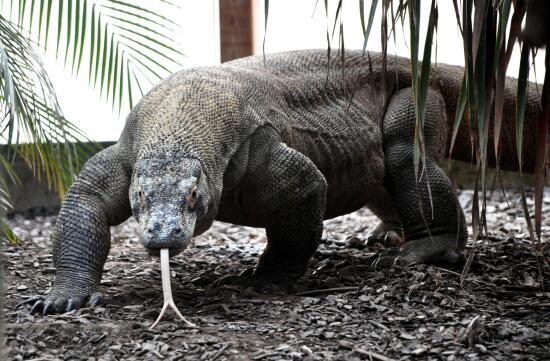 Tropiquarium de Servion