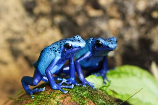 Tropiquarium de Servion