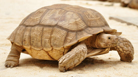 Tropiquarium de Servion