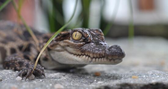 Tropiquarium de Servion