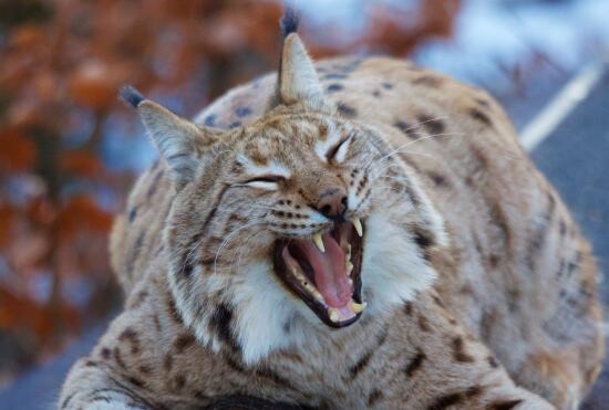 Parc animalier La Garenne