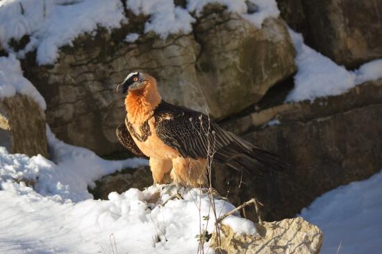 Parc animalier La Garenne