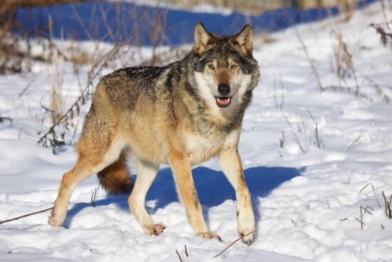 Parc animalier La Garenne