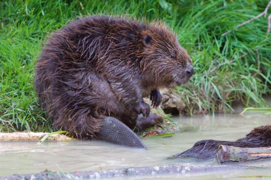 Parc animalier La Garenne