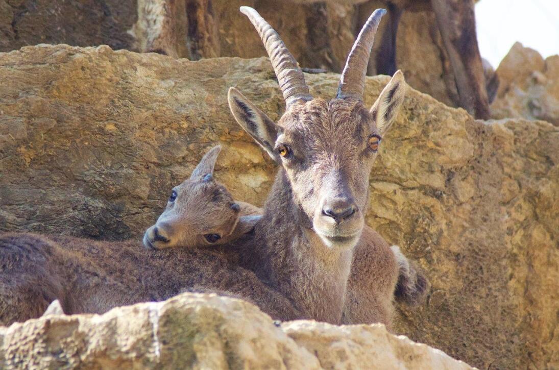 La Garenne animal park