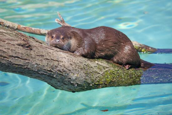 Parc animalier La Garenne