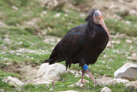 Parc animalier La Garenne