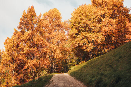 Arboretum du Vallon de l’Aubonne