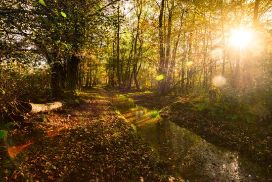 Réserve naturelle des Grangettes