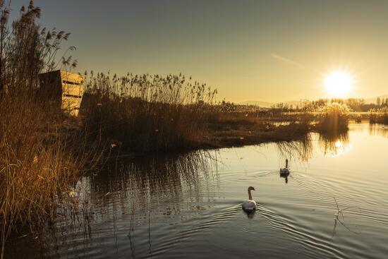 Réserve naturelle de la Grande Cariçaie