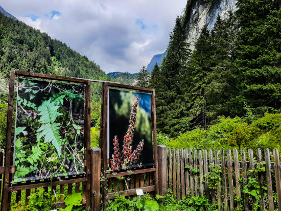 Mountain botanical garden