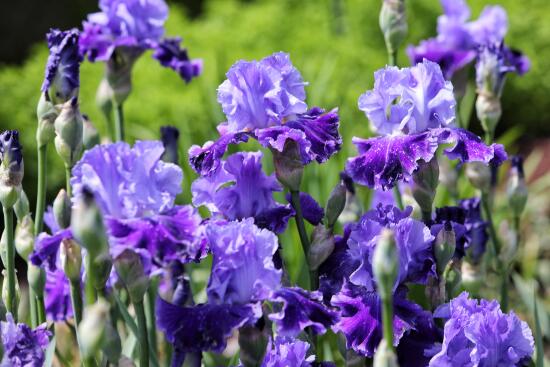 Château de Vullierens