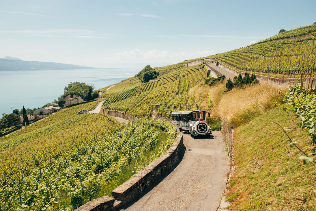 Lavaux Panoramic