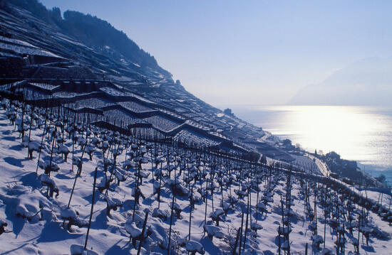 Les terrasses de Lavaux UNESCO
