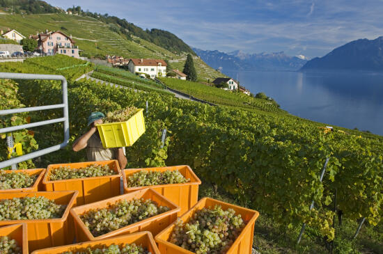 Les terrasses de Lavaux UNESCO