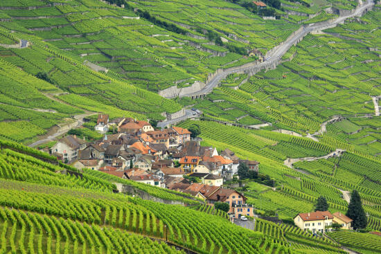 Calamin Grand Cru AOC