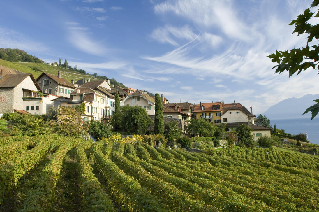 Calamin Grand Cru AOC