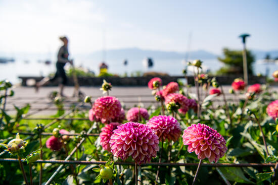 Quai des Dahlias