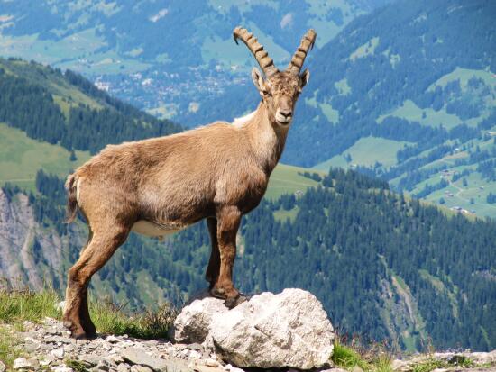 Cabane des Diablerets CAS