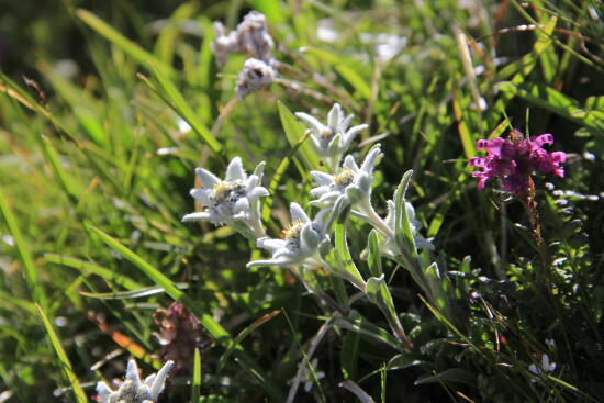 Cabane des Diablerets CAS