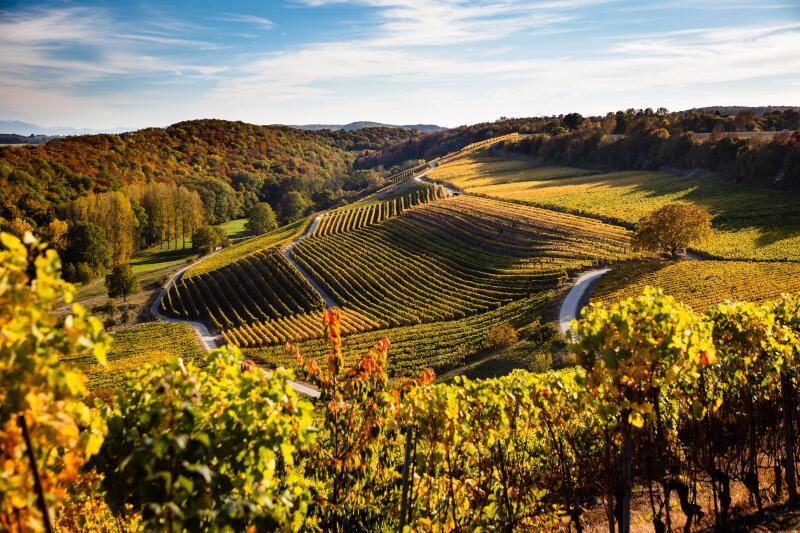 Vignoble Arnex