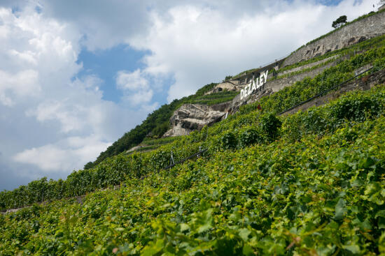 Dézaley Grand Cru AOC