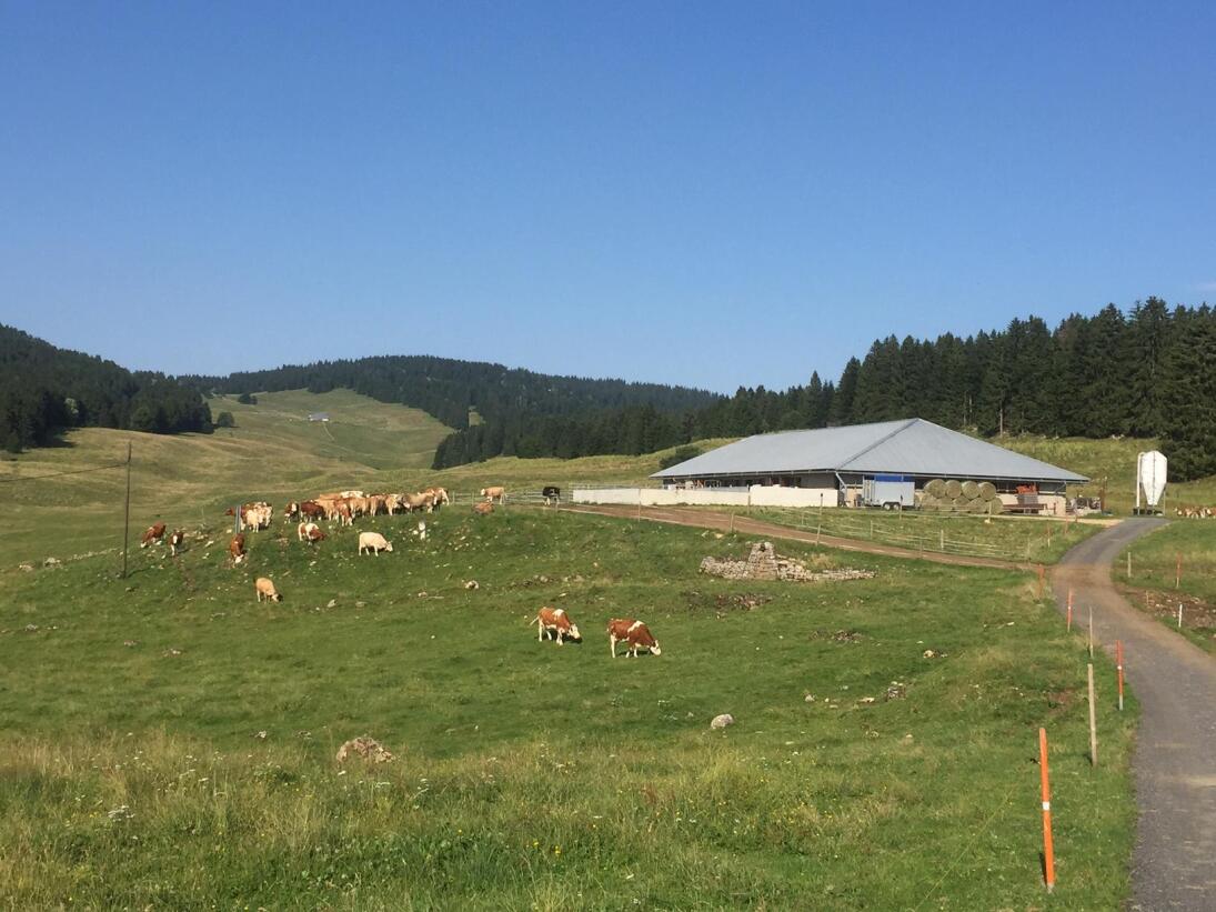 Gruyère d'alpage AOP - La Baronne