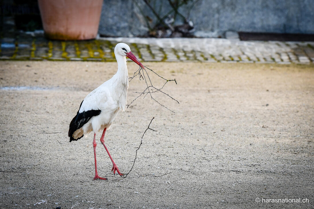 The life of the storks at the Swiss National Stud Farm