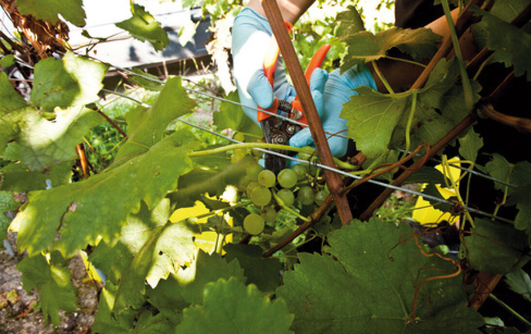 Weinbaugebiet und Weinkeller