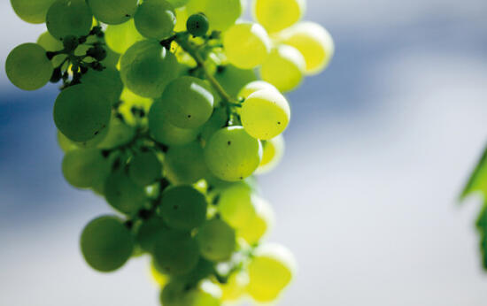 Weinbaugebiet und Weinkeller