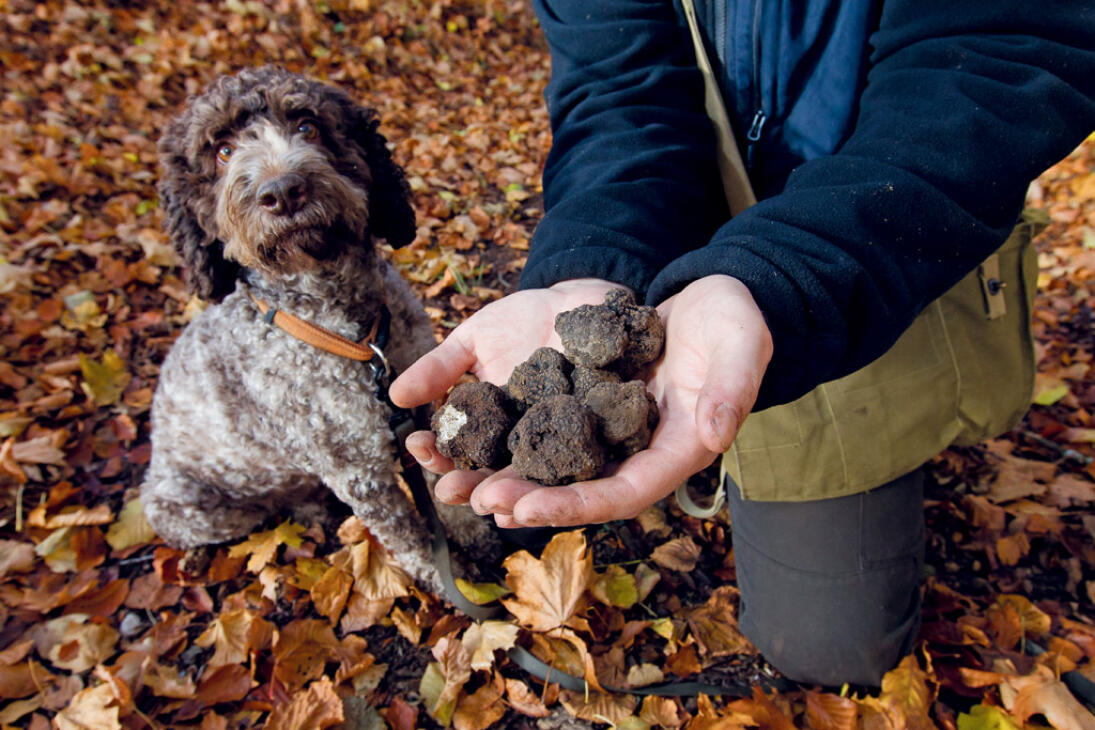 Cours de cavage et cuisine de la truffe à la Sauvageraie