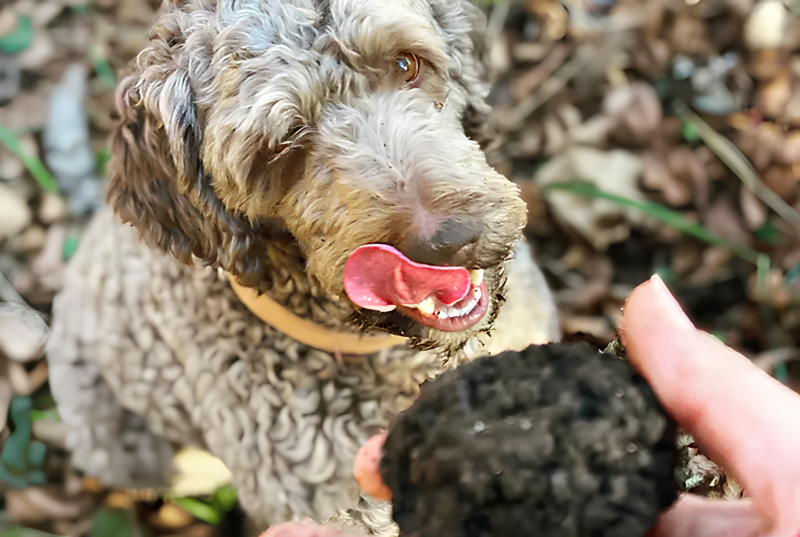 Bonvillars & Truffe : Cours de cavage et cuisine à la Sauvageraie