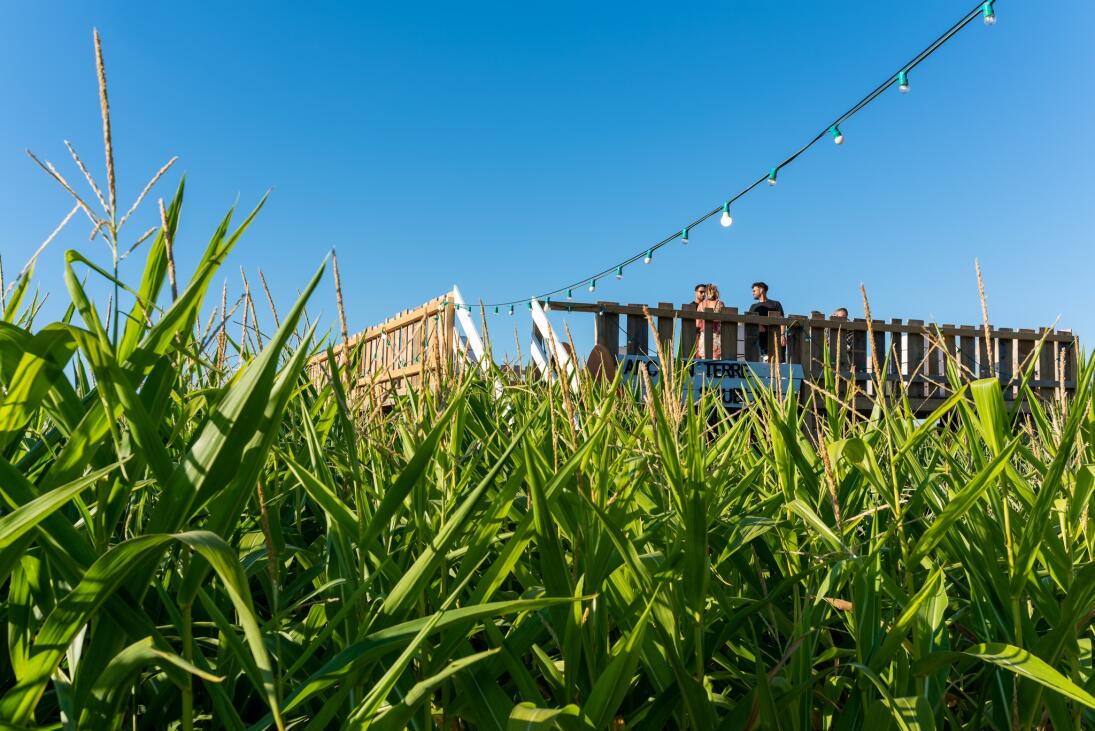 Truffle excavation and truffle cuisine course a la Sauvageraie