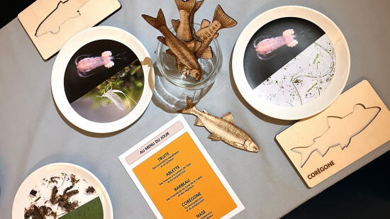 How does a fish walk?