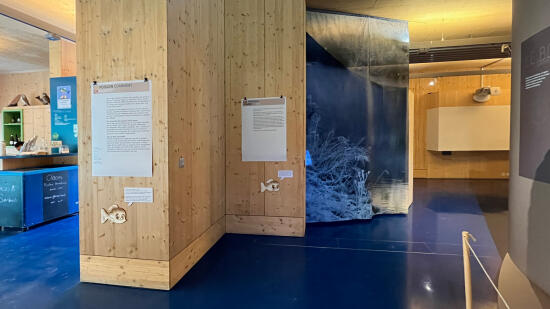 How does a fish walk?