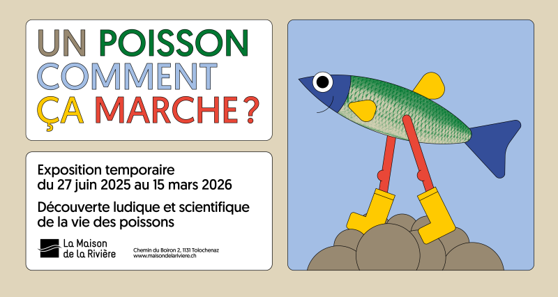 Un poisson comment ça marche ?