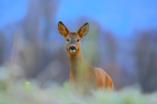 Dans la peau d'un photographe animalier