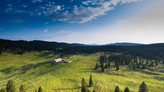 Gruyère d’Alpage AOP - Le Pré de Bière