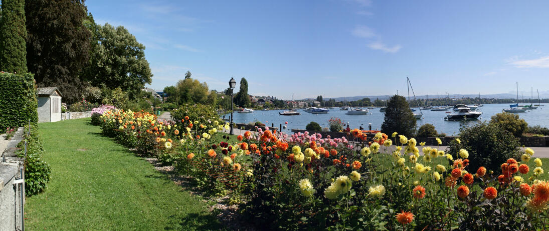 Dahlia Festival