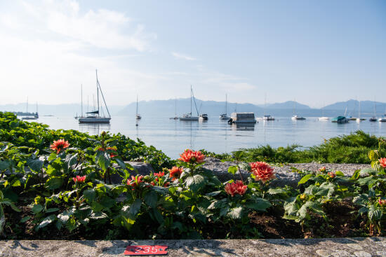 Quai des Dahlias