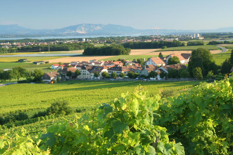Weinberg Dorf Luins