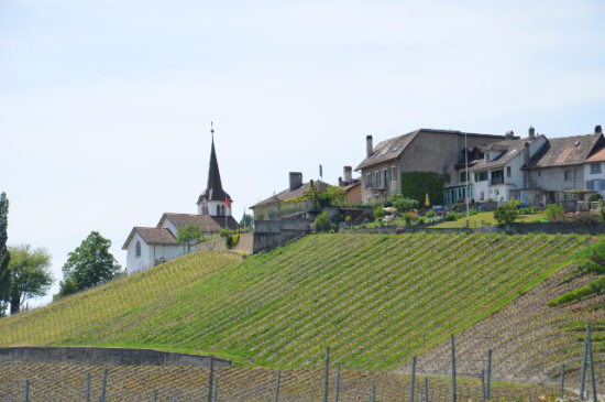 Route du Vignoble de La Côte